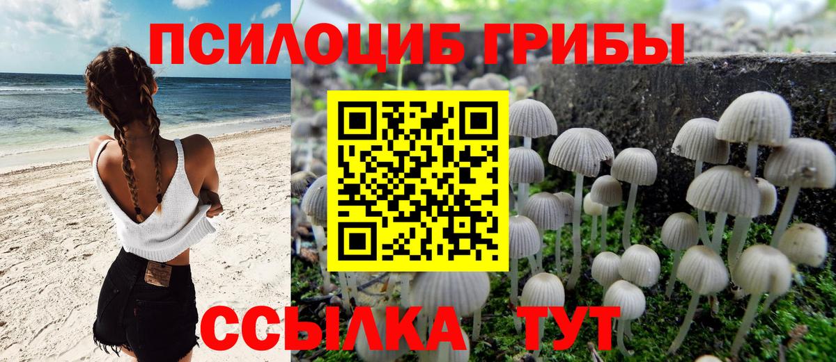 Псилоцибиновые грибы Psilocybe Тула